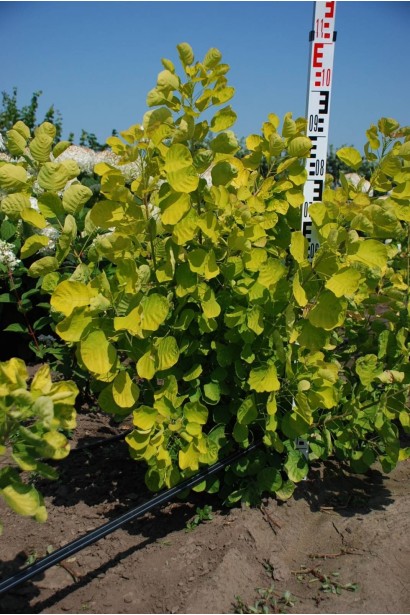 Скумпія шкіряста Голден Спіріт / Анкот - 3л/вис.80-100см/Ø20-30см